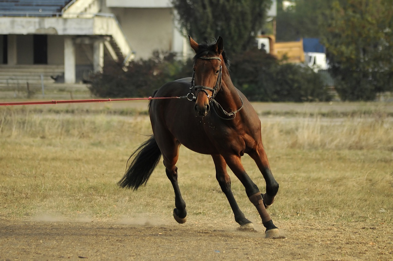 競馬 ゲーム好きのエスティー広場